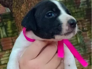 Cachorro raça SRD-ViraLata idade Abaixo de 2 meses nome Duda