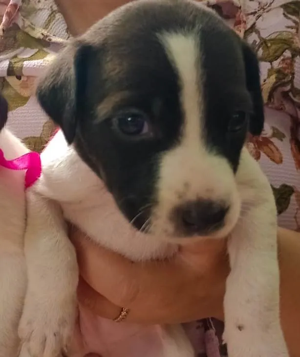 Cachorro ra a SRD-ViraLata idade Abaixo de 2 meses nome Duda