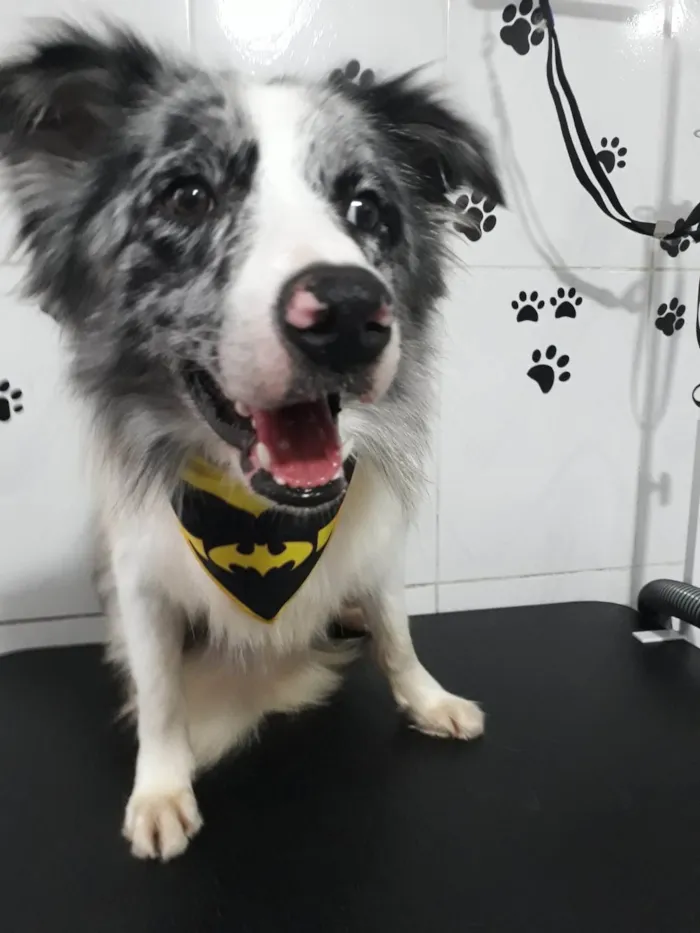 Cachorro ra a Border Collie idade 2 anos nome Zeus