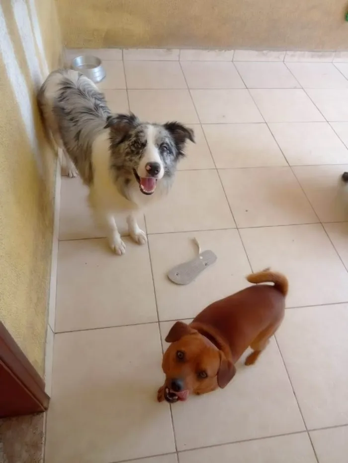 Cachorro ra a Border Collie idade 2 anos nome Zeus