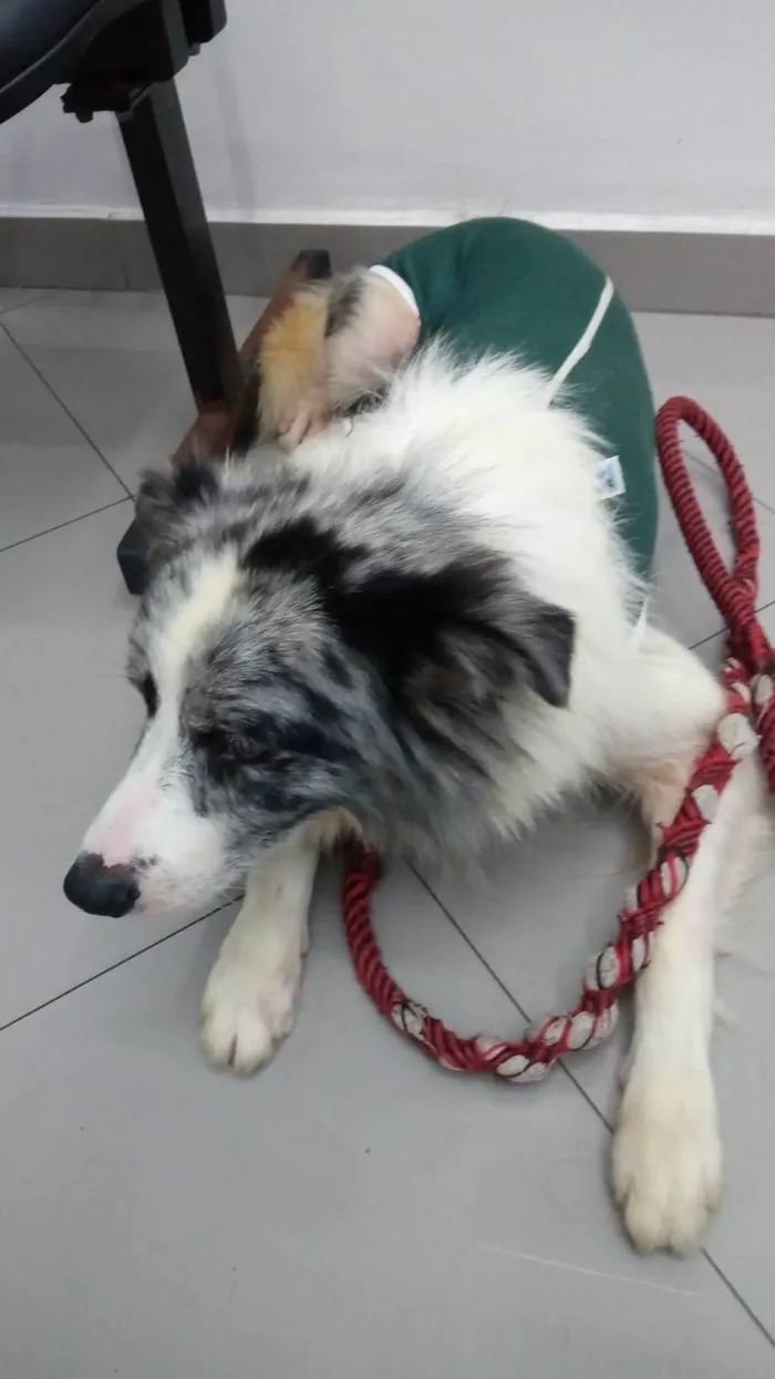 Cachorro ra a Border Collie idade 2 anos nome Zeus