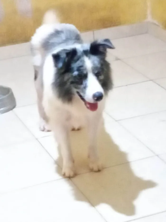 Cachorro ra a Border Collie idade 2 anos nome Zeus