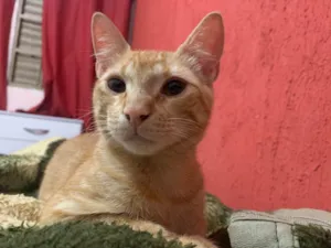 Gato raça SRD-ViraLata idade 2 a 6 meses nome Vini Jr