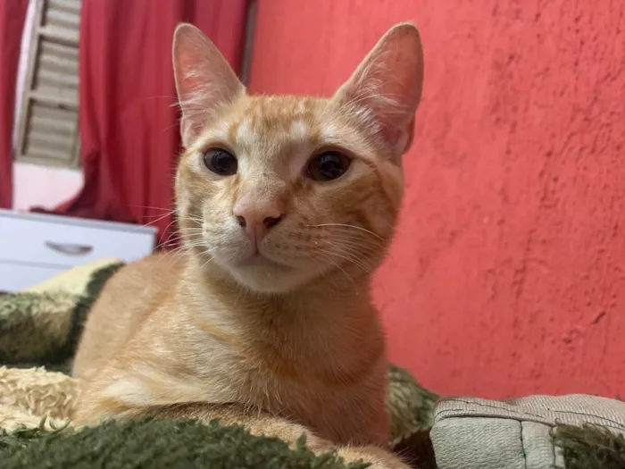 Gato ra a SRD-ViraLata idade 2 a 6 meses nome Vini Jr