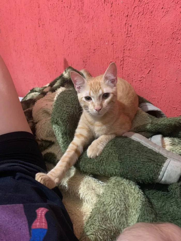 Gato ra a SRD-ViraLata idade 2 a 6 meses nome Vini Jr