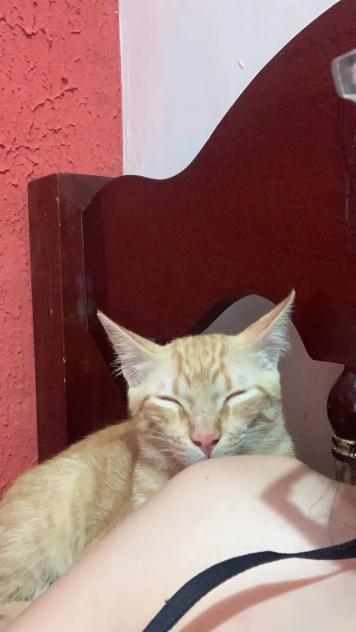 Gato ra a SRD-ViraLata idade 2 a 6 meses nome Vini Jr