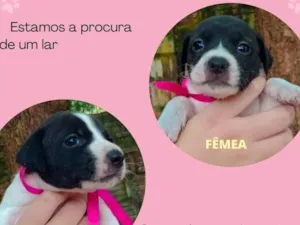 Cachorro raça SRD-ViraLata idade Abaixo de 2 meses nome Duda e Maria 
