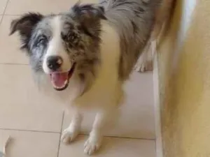 Cachorro raça Border Collie idade 2 anos nome Zeus