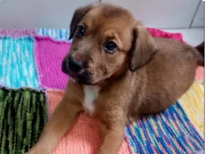 Cachorro raça SRD-ViraLata idade 2 a 6 meses nome MAYA