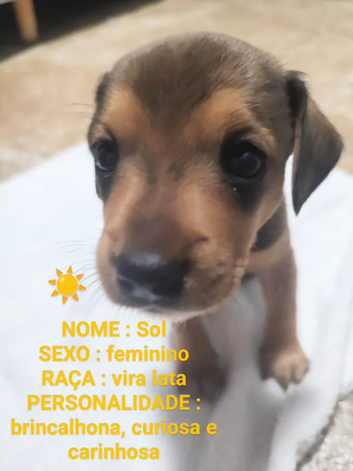 Gato ra a SRD-ViraLata idade Abaixo de 2 meses nome Panda Estrela e Sol