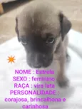 Panda Estrela e Sol