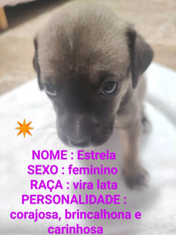 Gato ra a SRD-ViraLata idade Abaixo de 2 meses nome Panda Estrela e Sol