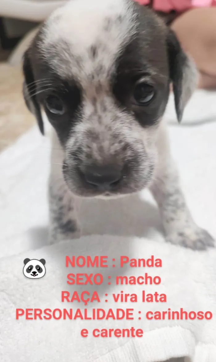 Gato ra a SRD-ViraLata idade Abaixo de 2 meses nome Panda Estrela e Sol