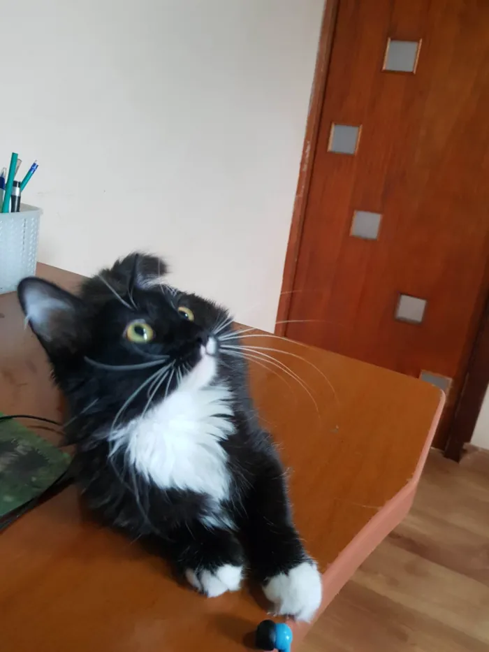 Gato ra a SRD-ViraLata idade 2 a 6 meses nome Galileu