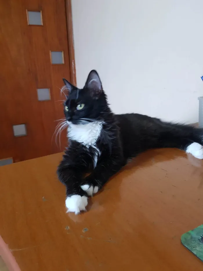 Gato ra a SRD-ViraLata idade 2 a 6 meses nome Galileu