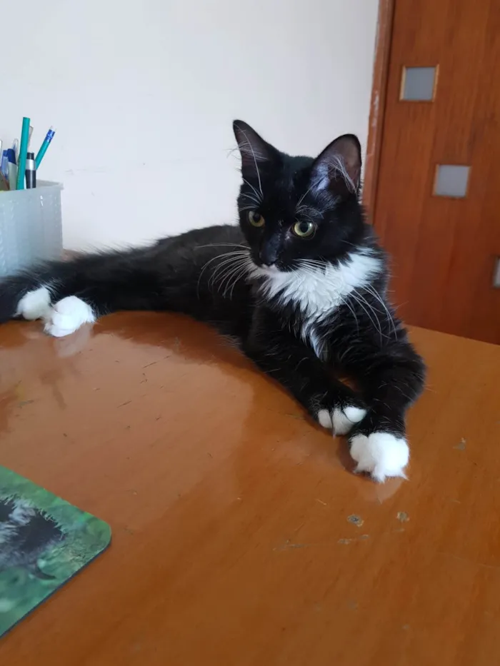 Gato ra a SRD-ViraLata idade 2 a 6 meses nome Galileu