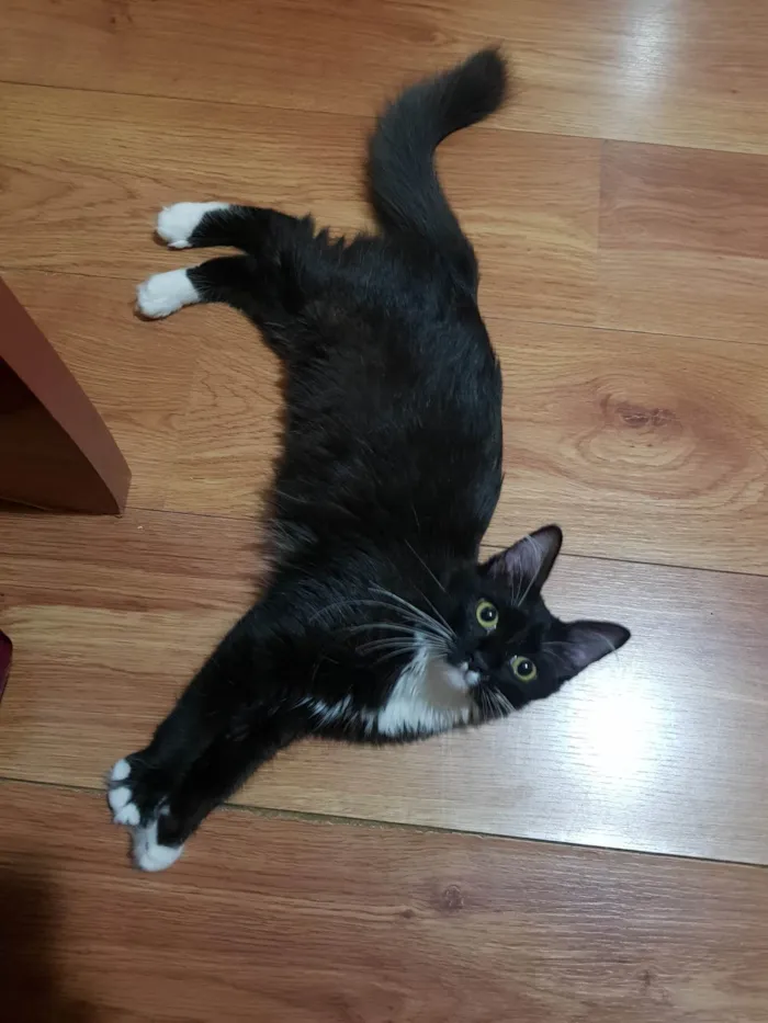 Gato ra a SRD-ViraLata idade 2 a 6 meses nome Galileu