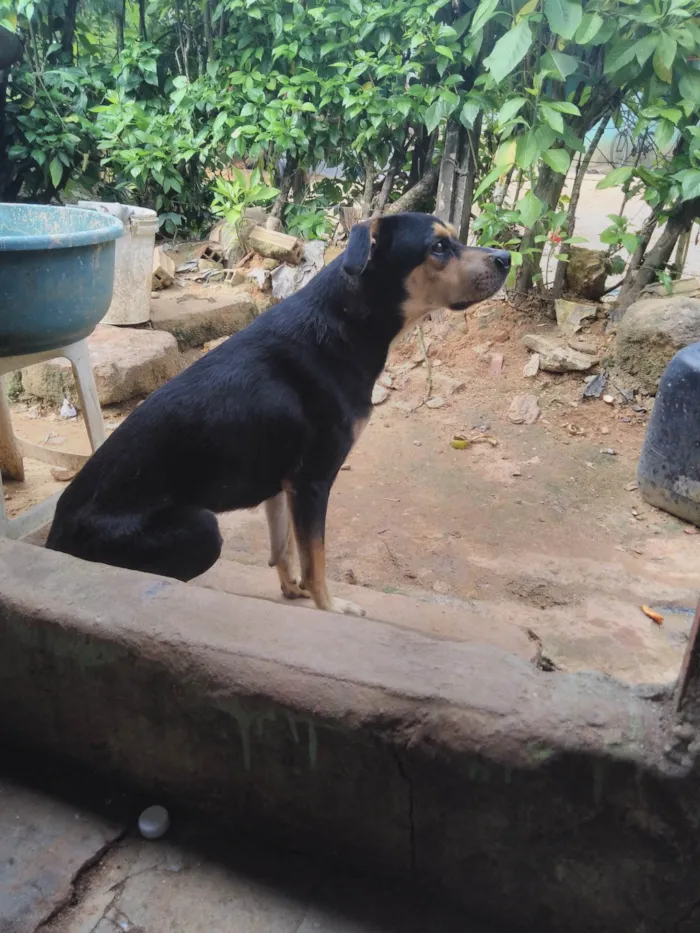 Cachorro ra a SRD-ViraLata idade 7 a 11 meses nome Toby