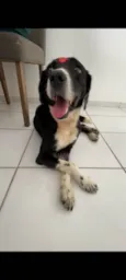 Cachorro raça SRD-ViraLata idade 6 ou mais anos nome Sem.nome