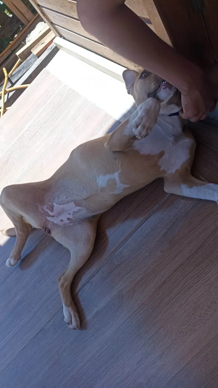 Cachorro ra a Pitbull idade 7 a 11 meses nome Medusa