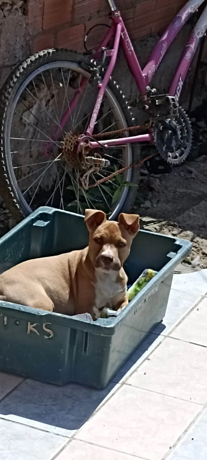 Cachorro ra a Pitbull idade 7 a 11 meses nome Medusa