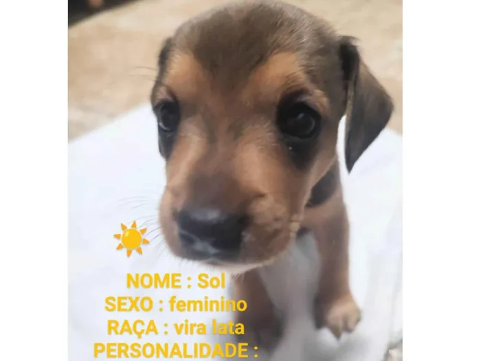 Gato ra a SRD-ViraLata idade Abaixo de 2 meses nome Panda Estrela e Sol