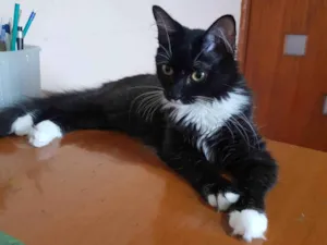 Gato raça SRD-ViraLata idade 2 a 6 meses nome Galileu