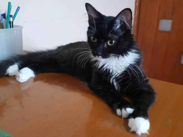 Gato ra a SRD-ViraLata idade 2 a 6 meses nome Galileu