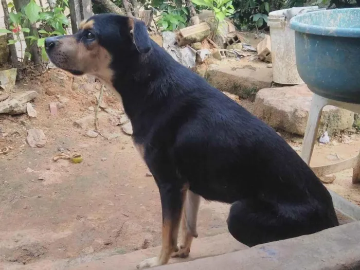 Cachorro ra a SRD-ViraLata idade 7 a 11 meses nome Toby