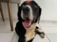 Cachorro raça SRD-ViraLata idade 6 ou mais anos nome Sem.nome