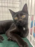 Gato raça SRD-ViraLata idade 2 a 6 meses nome Black