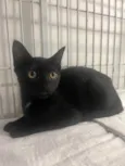 Gato raça SRD-ViraLata idade 2 a 6 meses nome Black