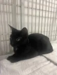 Gato raça SRD-ViraLata idade 2 a 6 meses nome Black