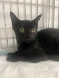 Gato raça SRD-ViraLata idade 2 a 6 meses nome Black