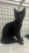 Gato raça SRD-ViraLata idade 2 a 6 meses nome Black