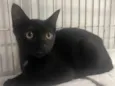 Gato raça SRD-ViraLata idade 2 a 6 meses nome Black
