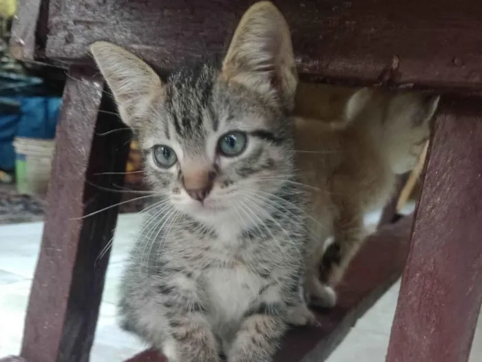 Gato ra a SRD-ViraLata idade Abaixo de 2 meses nome Gato filhote