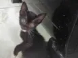 Gato filhote preto 