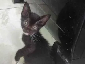 Gato raça SRD-ViraLata idade Abaixo de 2 meses nome Gato filhote preto 