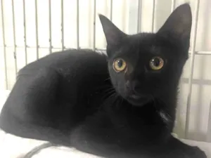 Gato raça SRD-ViraLata idade 2 a 6 meses nome Black