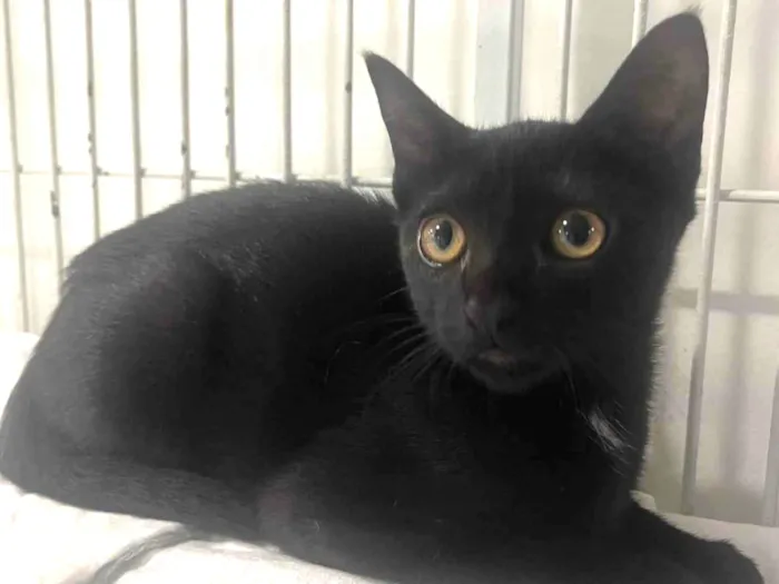 Gato raça SRD-ViraLata idade 2 a 6 meses nome Black