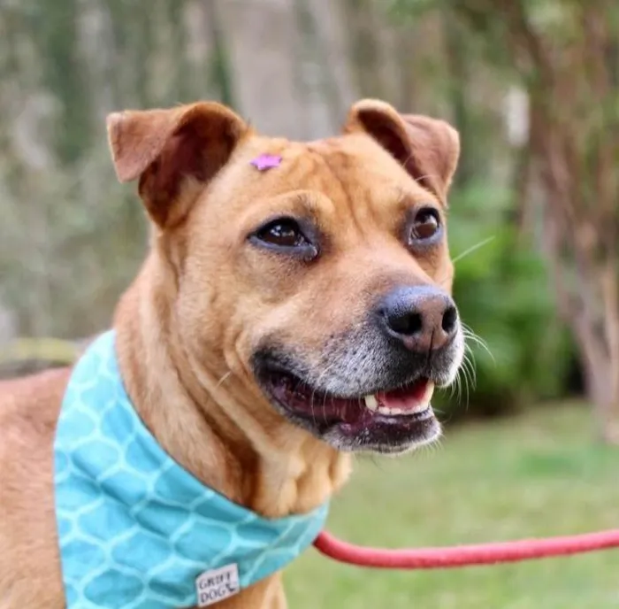 Cachorro raça SRD-ViraLata idade 3 anos nome Thais