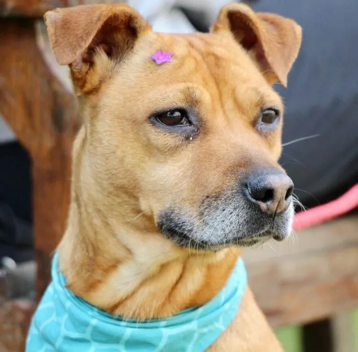 Cachorro raça SRD-ViraLata idade 3 anos nome Thais