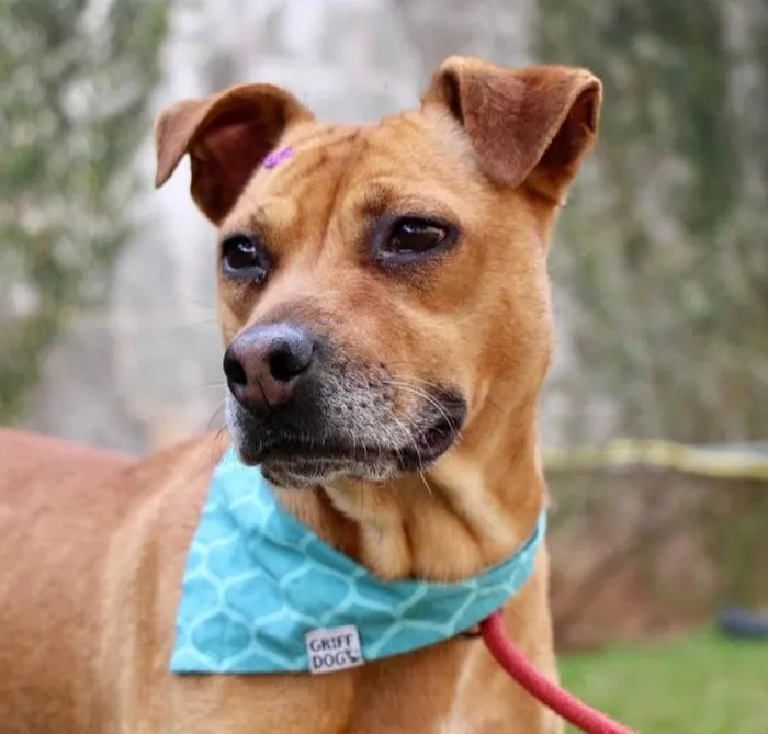 Cachorro raça SRD-ViraLata idade 3 anos nome Thais