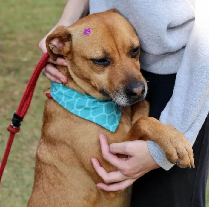 Cachorro raça SRD-ViraLata idade 3 anos nome Thais