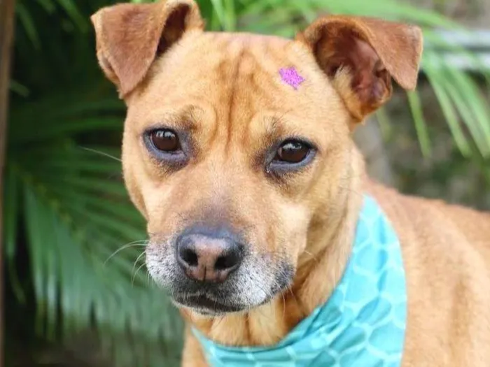 Cachorro raça SRD-ViraLata idade 3 anos nome Thais