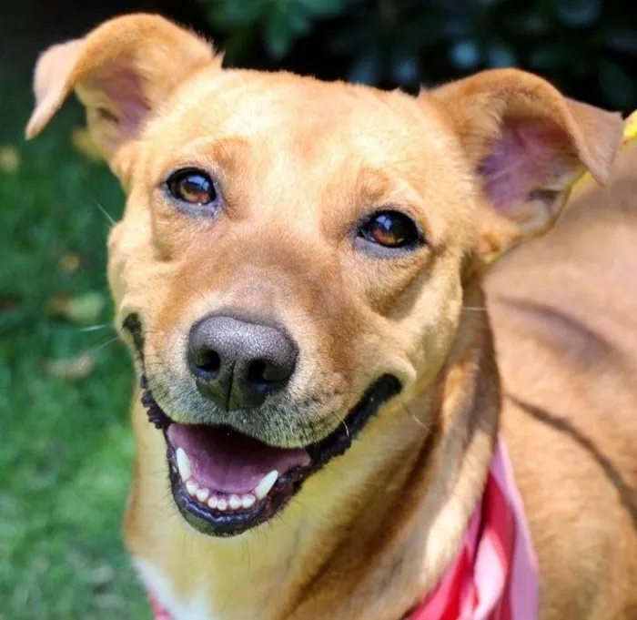 Cachorro raça SRD-ViraLata idade 2 anos nome Meredith