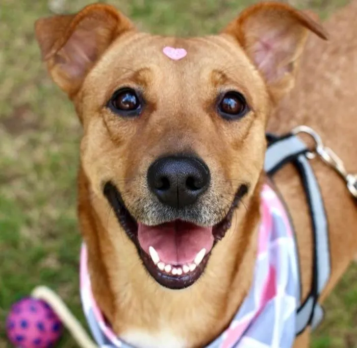 Cachorro raça SRD-ViraLata idade 2 anos nome Meredith