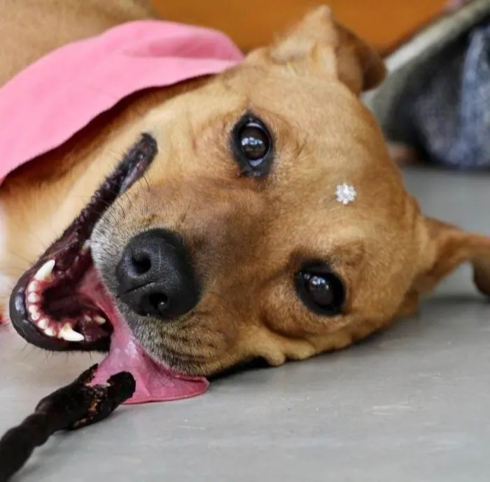 Cachorro raça SRD-ViraLata idade 2 anos nome Meredith