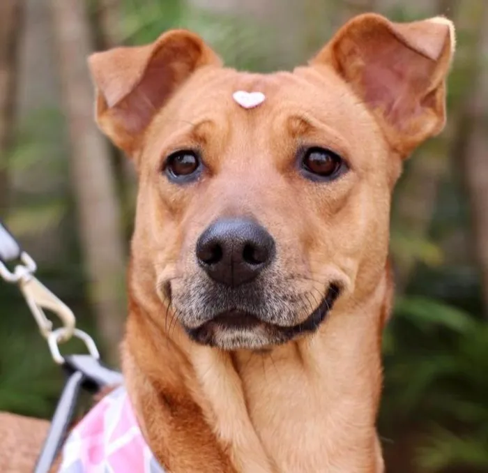 Cachorro raça SRD-ViraLata idade 2 anos nome Meredith